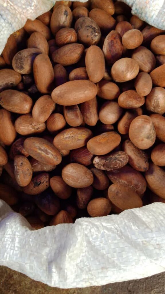 biter cola garcinia kola